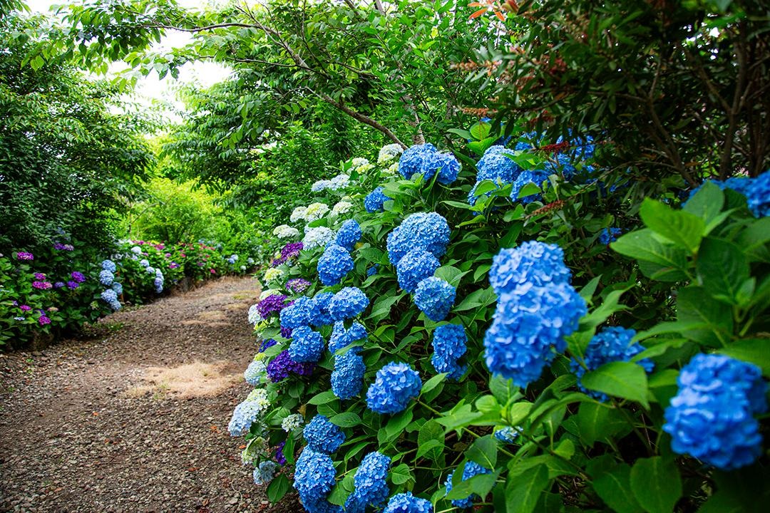제주 현애원 수국정원
