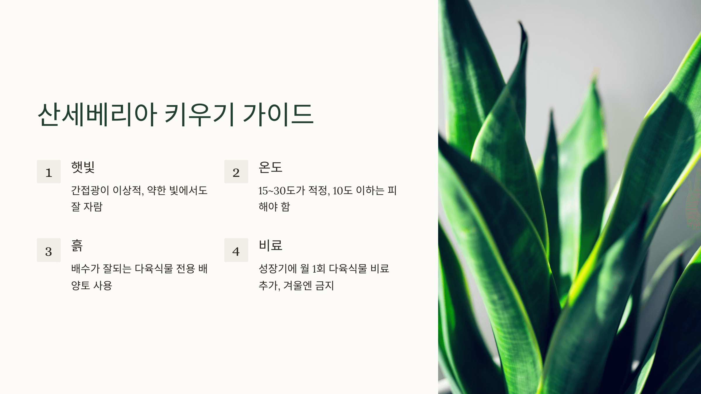 산세베리아 사진입니다.