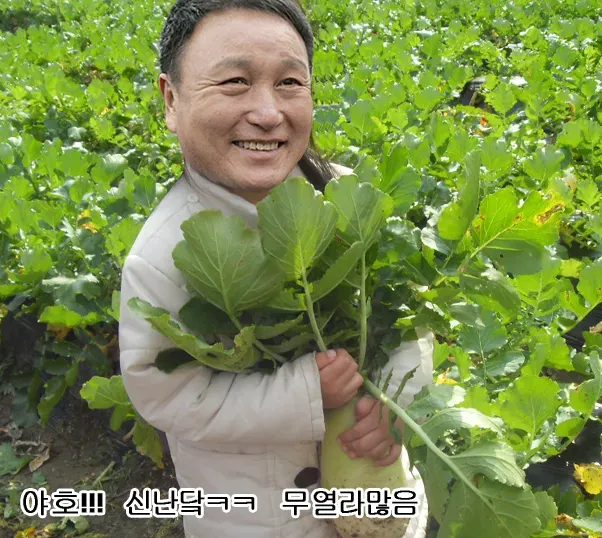 무 재배 솎아주기 토양 소독 비닐 멀칭_1