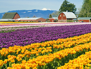 2024 태안 튤립축제