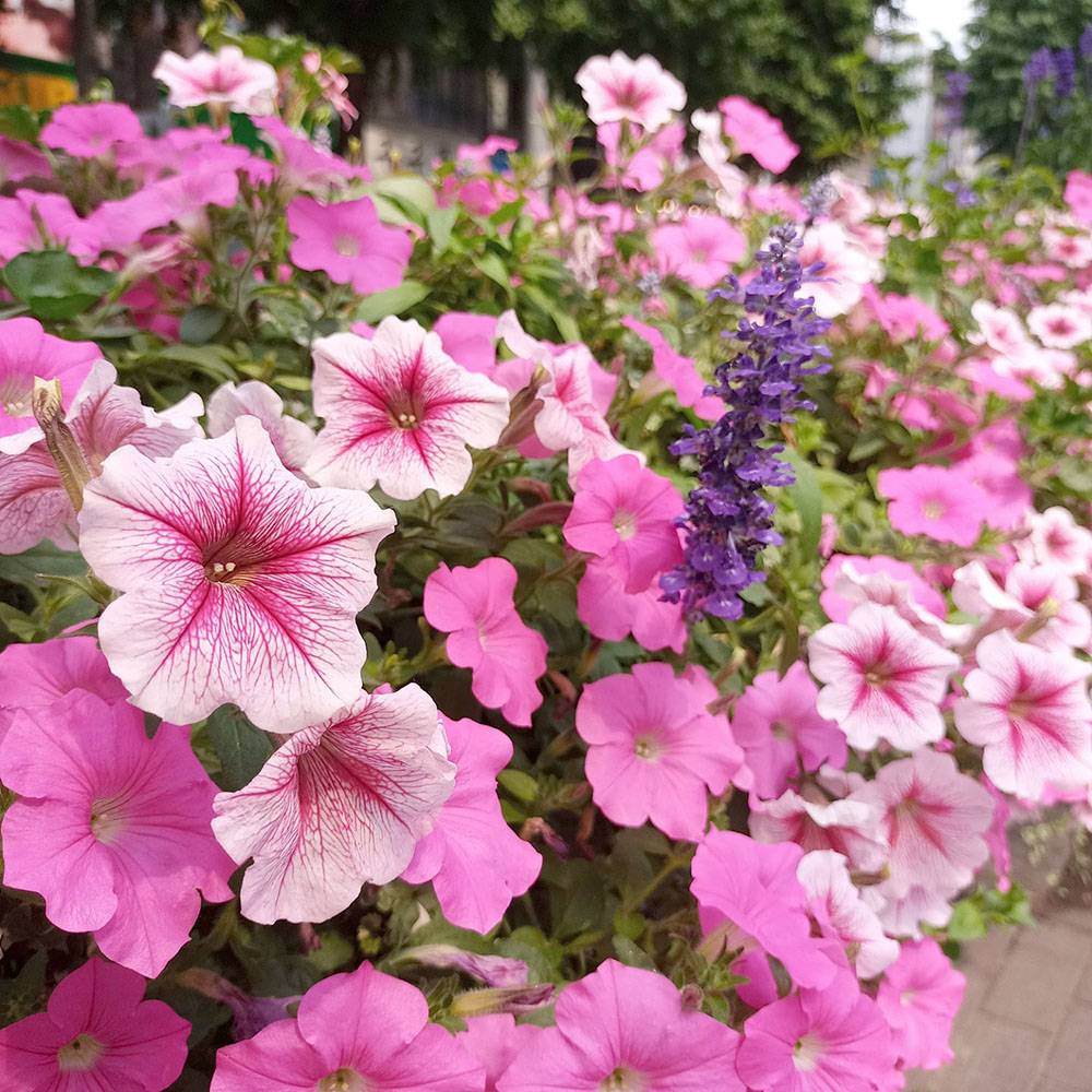 다링비대면 나눔걷기챌린지