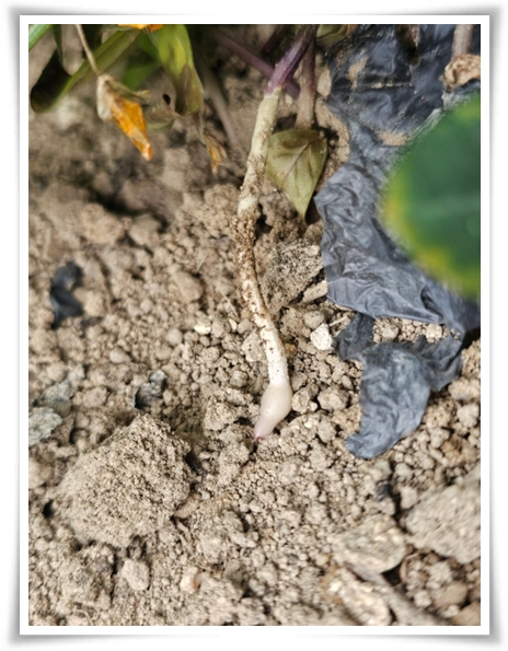 "9월, 땅콩 수확 시작하세요!" 수확 시기/수확/건조/활용법/건강 상 이점