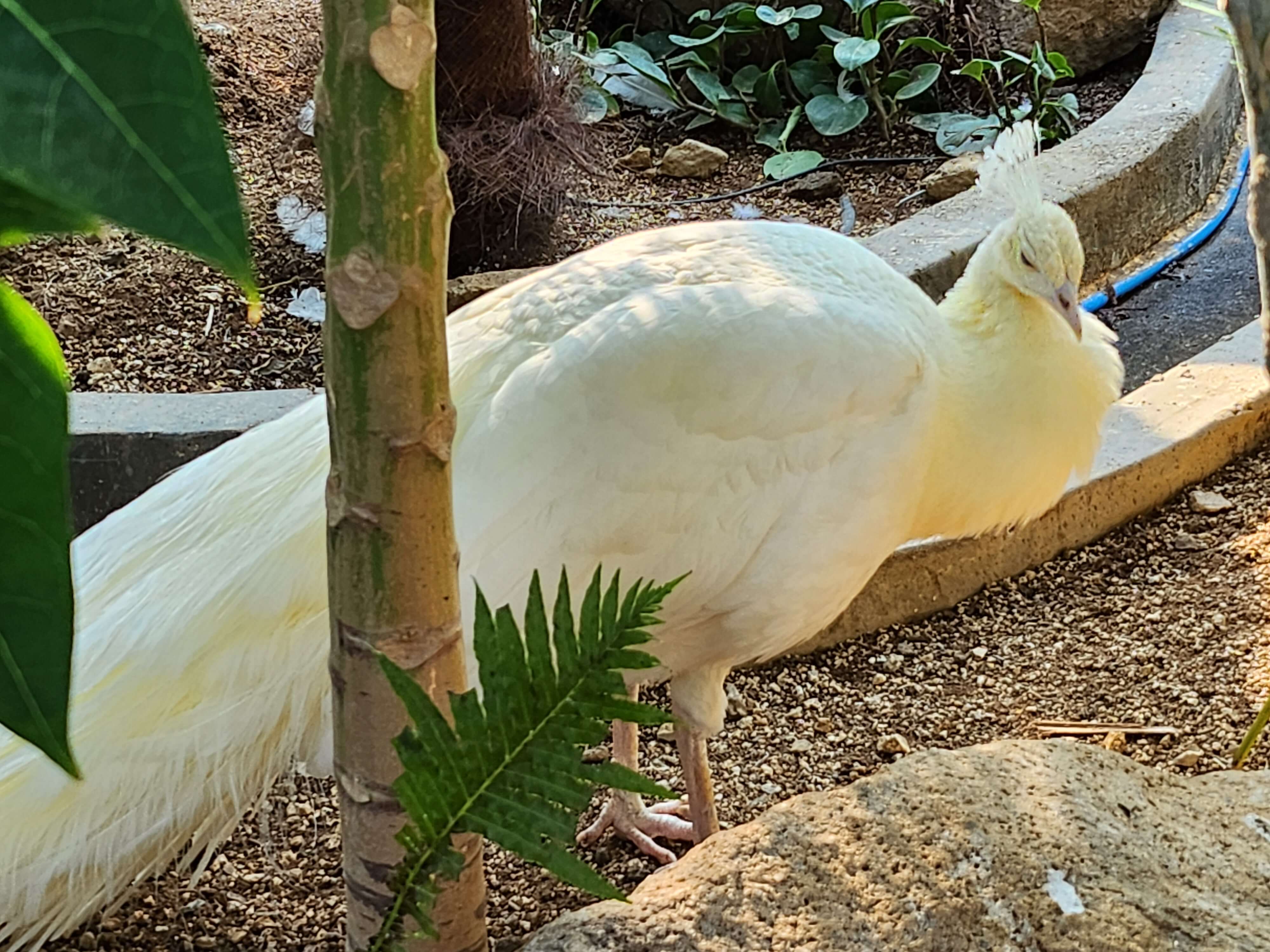 가평 베고니아 정원