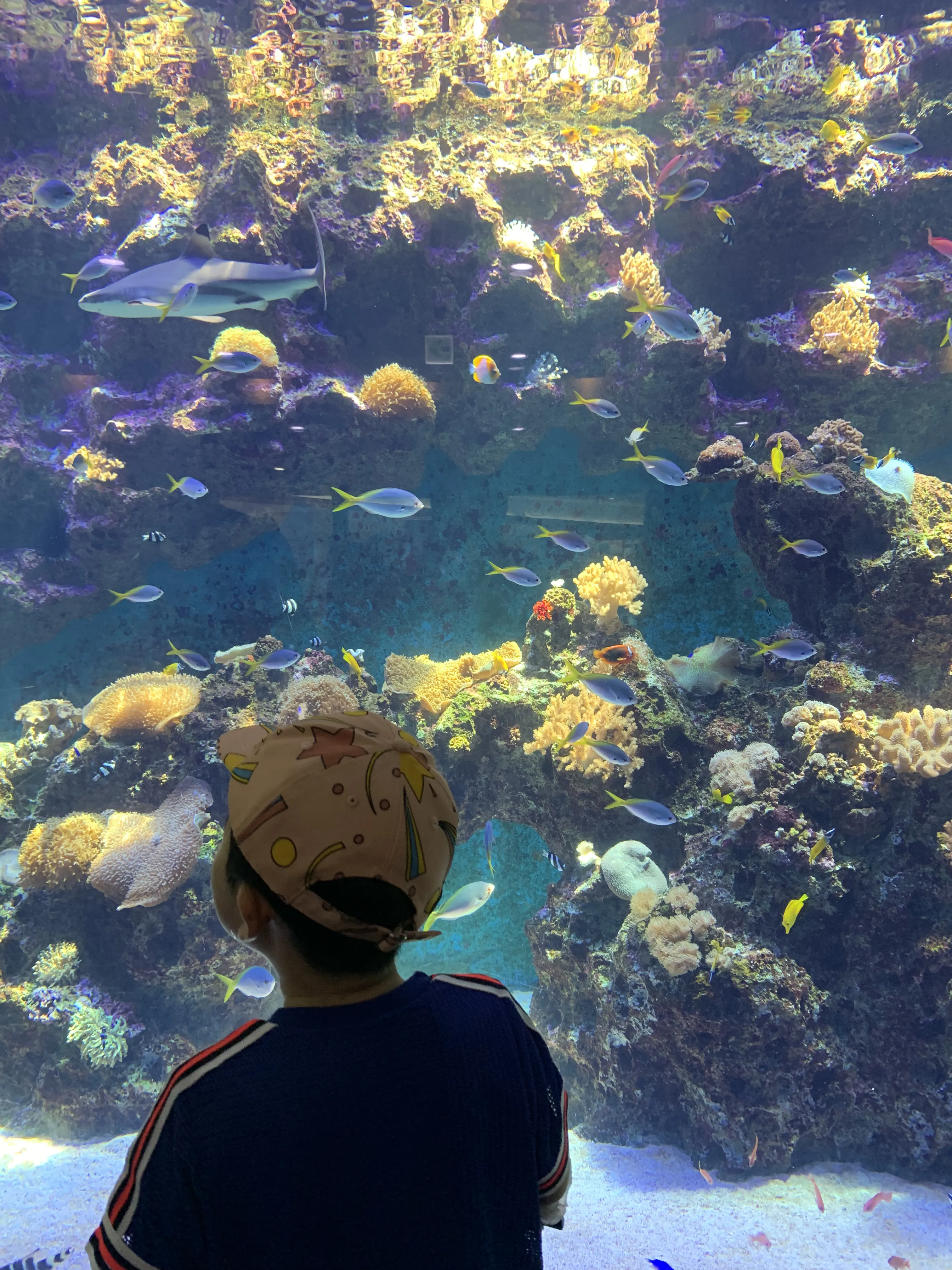 작은-물고기들-많은-수족관-앞에-분홍색-모자-쓴-남자-아이