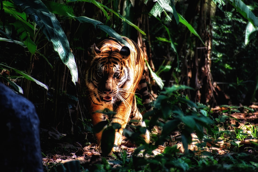 tiger