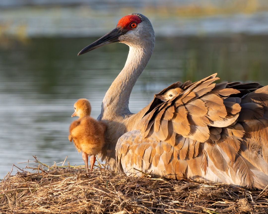 Maternal