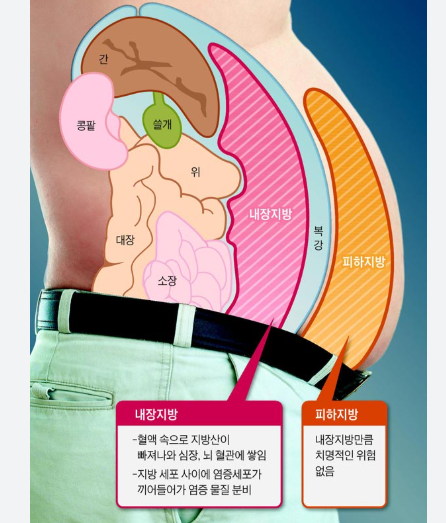 내장지방 빼는법