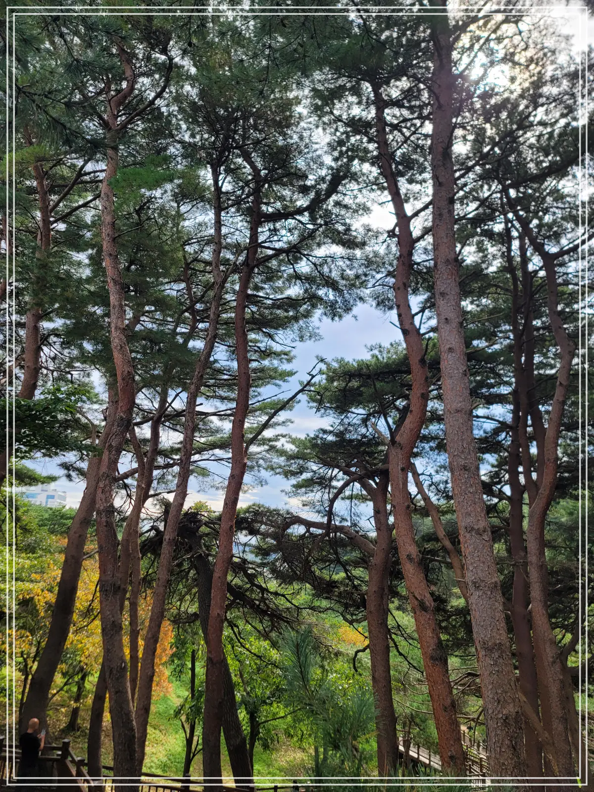 양양-낙산-산문-길-소나무