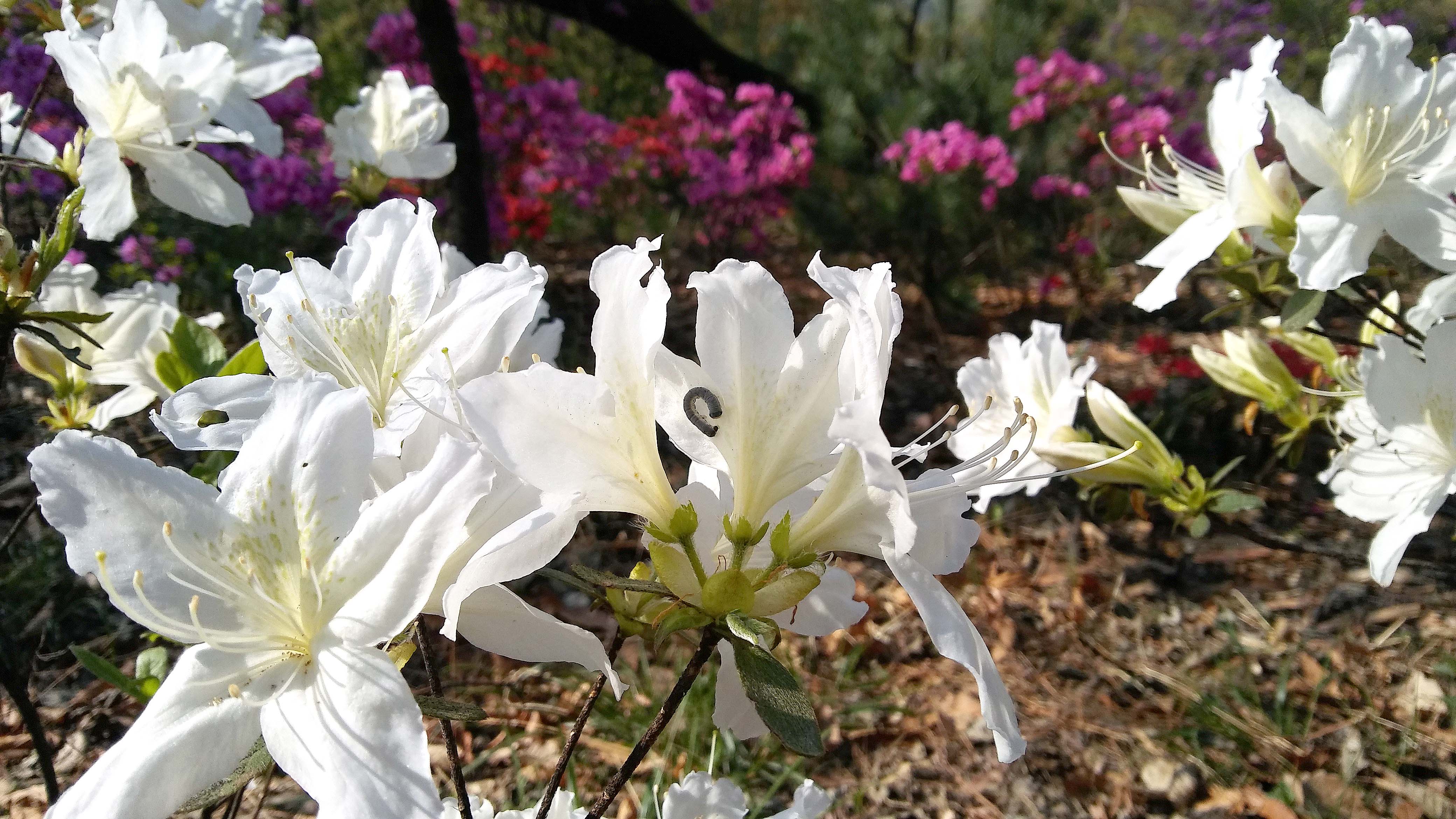 서울둘레길 4코스 대모산&middot;우면산 철쭉