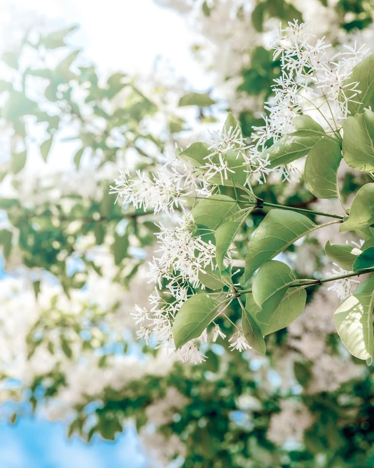 팔복동 이팝나무