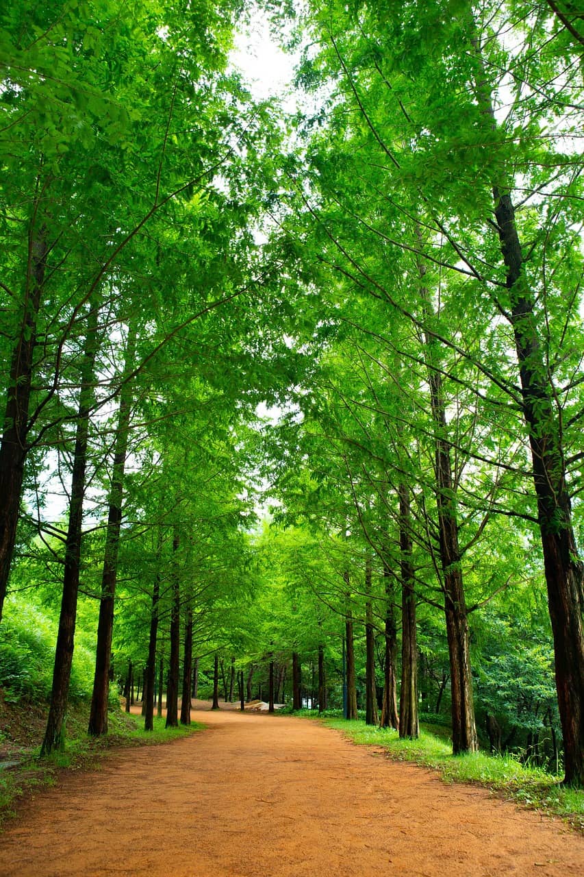 [디지털 미니멀리즘] 콘텐츠 소비 중단 후 &lsquo;무음 산책&rsquo; 30일 실험이 만든 감각 재각성 변화