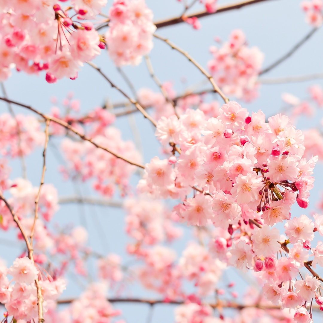 2024 전국 벚꽃축제