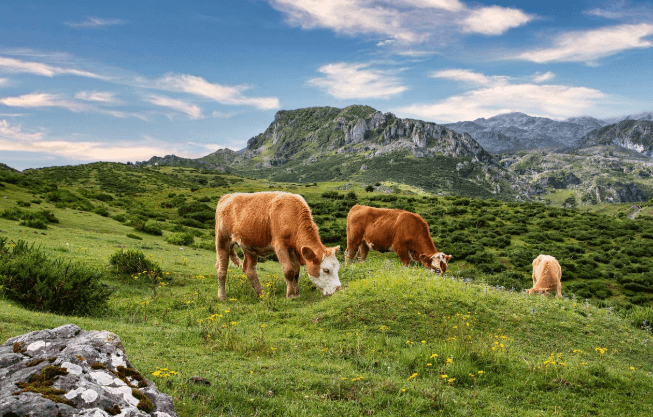 장수 한우랑 사과랑축제