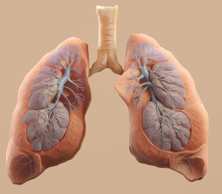 만성폐쇄성 폐질환 진단법 치료 합병증 관리