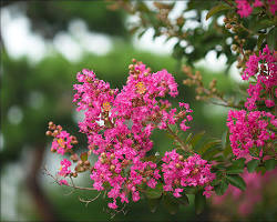 배롱나무 꽃 이미지 사진