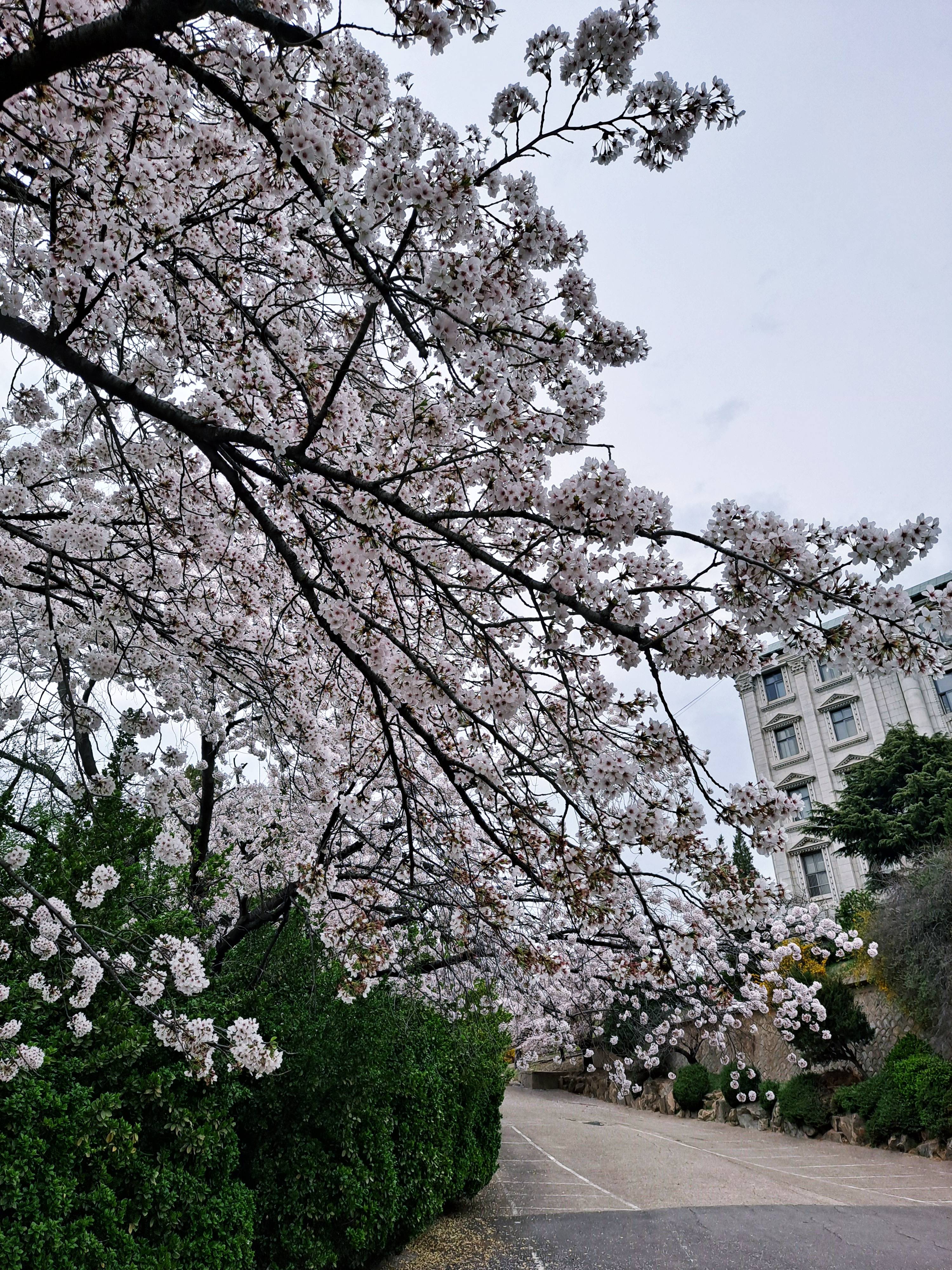 선인재단 벚꽃나무2