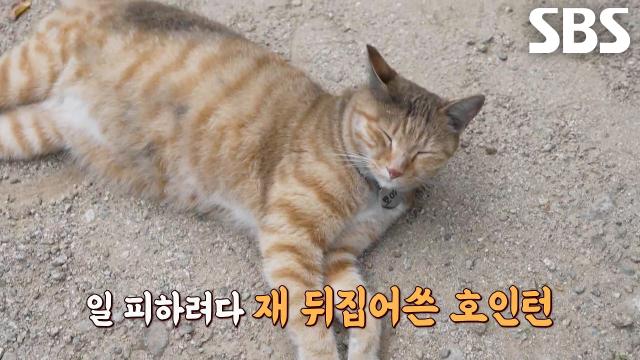 SBS TV 동물농장 1291회 클립에서 박물관 고양이 호야가 바닥에 누워 있는 모습