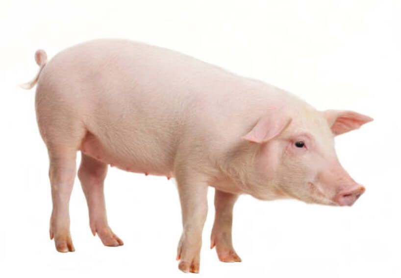 돼지가품에안기는꿈