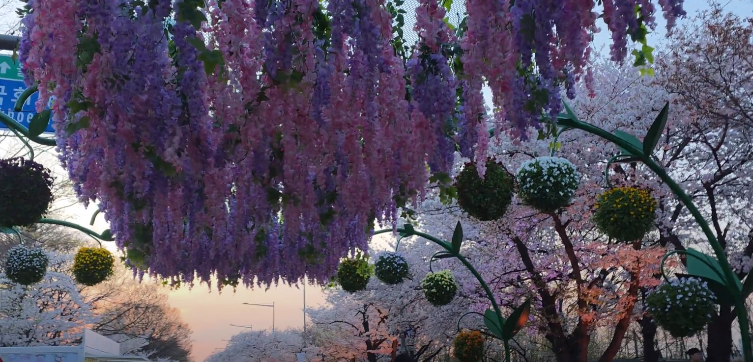 여의도 벚꽃 라떼와 밤산책