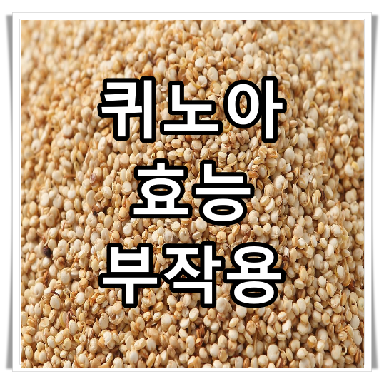 퀴노아의 효능 부작용 먹는법