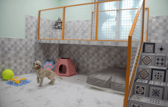 김포공항 애견센터 독독