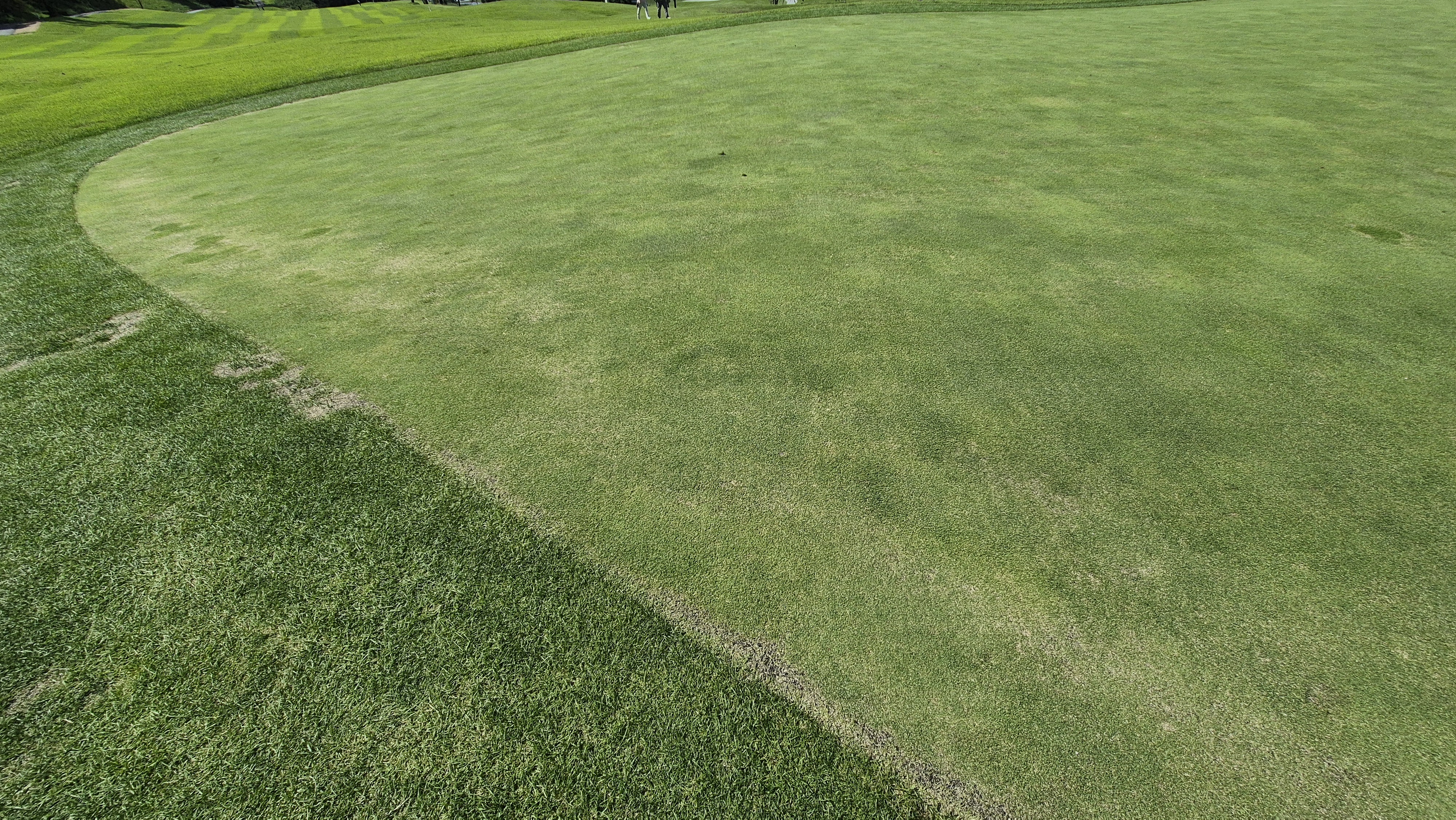 오크힐스cc 그린 관리 상태