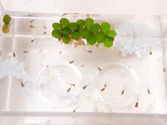 구피 키우기와 건강하게 번식시키는 팁_27