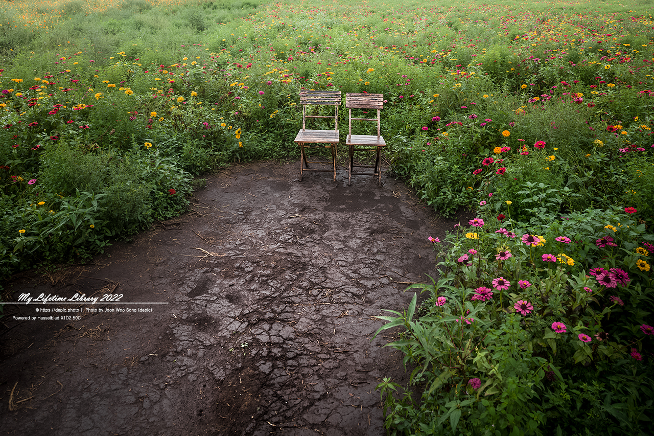 #제주 #비밀의숲 #꽃 #의자 #2022제주여행