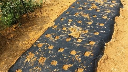 쪽파심기-재배밭-밑거름주기