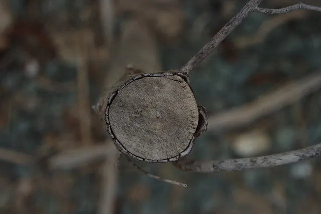 잎닦기 관리 미세먼지제거 광합성도움 우유물사용 주의점_9