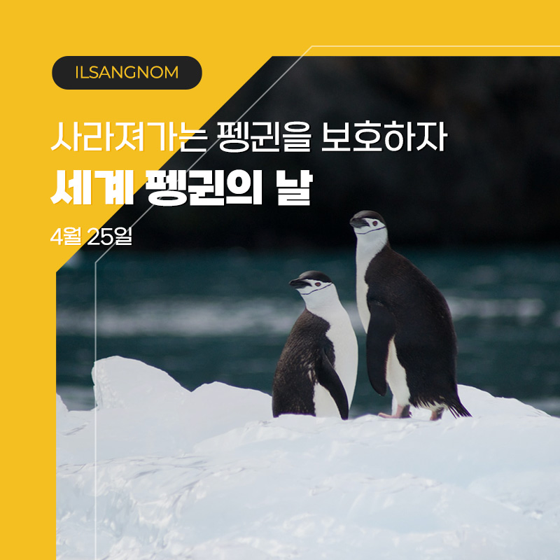 세계 펭귄의 날
