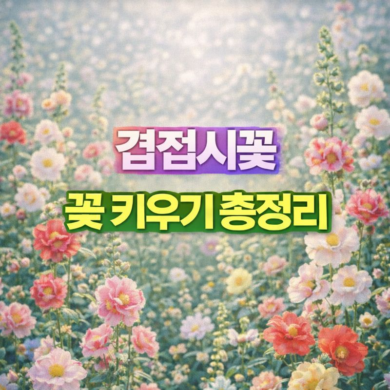 겹접시꽃 키우기, 꽃말·씨앗 파종시기·번식·가지치기·월동 썸네일