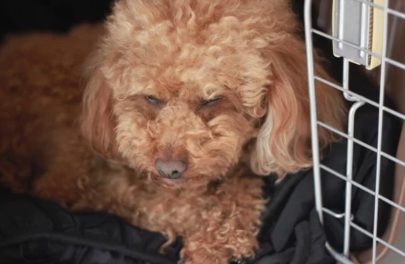 반려견 돌봄 쉼터