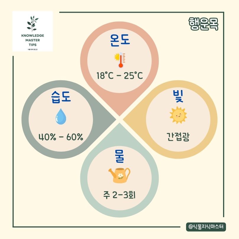 행운목 키우기 기본 관리 방법