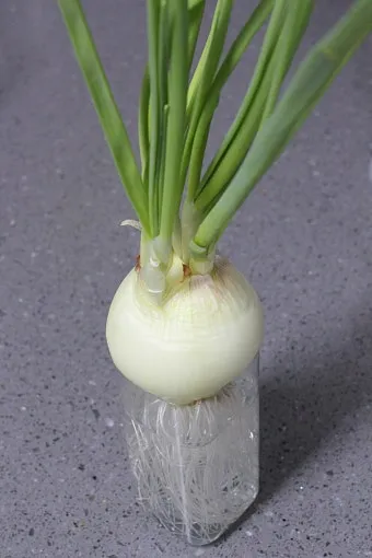 양파 재배 요령 정식 웃거름 도복 수확 건조 포인트_14