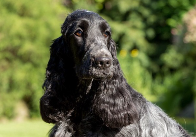 검은 털의 잉글리쉬 코카 스파니엘.