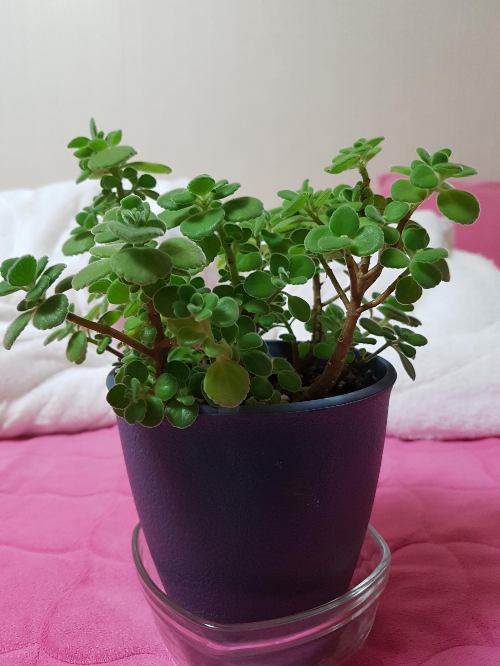 식물 외목대 만들기 (순지르기, 가지치기, 목질화)