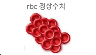 rbc 정상수치