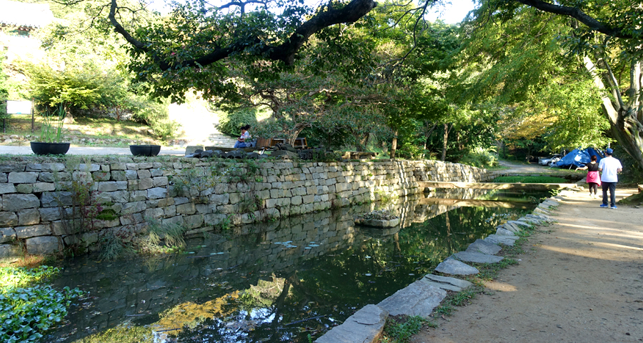 서산 개심사 겹벚꽃