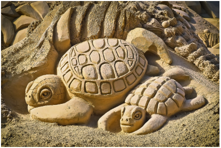 거북이 키우기 초보 가이드 - 사육장, 온도, 먹이까지 한눈에 정리