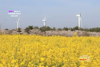제주 유채꽃 개화 시기 봄 여행 필수 코스_19