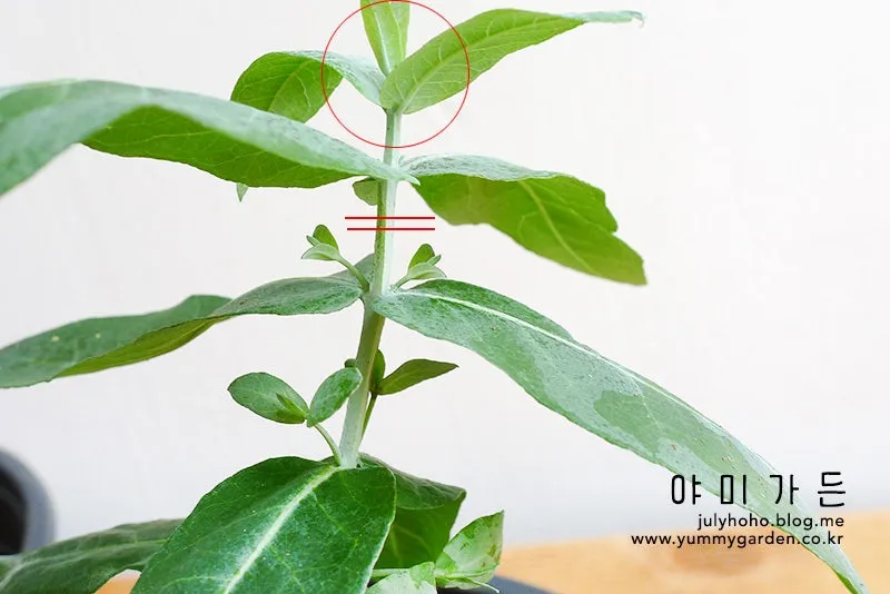 순지르기 기초 측지유도 키작게유지 공간효율 관리 팁_6