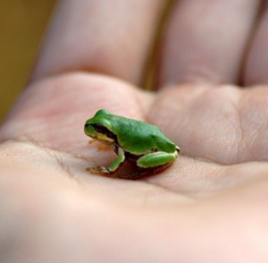 개구리 나오는 꿈