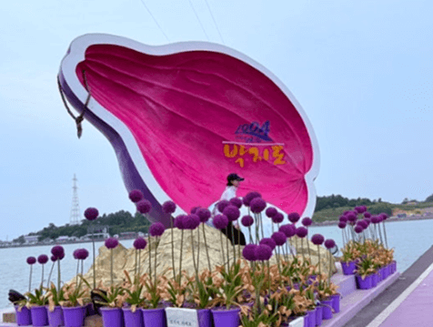 신안_퍼플섬_가는길