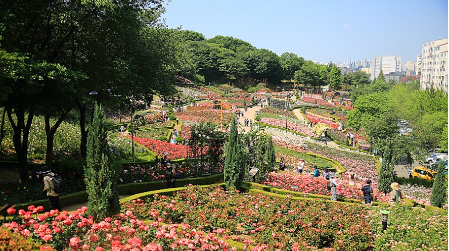 부천-백만송이장미-사진