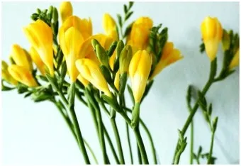 프리지아 수선화 꽃말 꽃다발 선물 의미_5