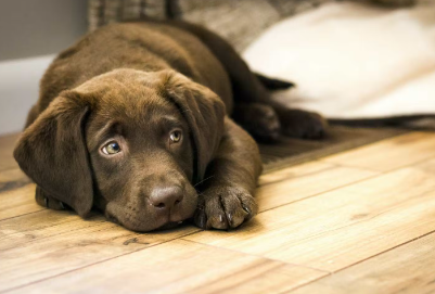 개가 엎드려 있는 이유는?