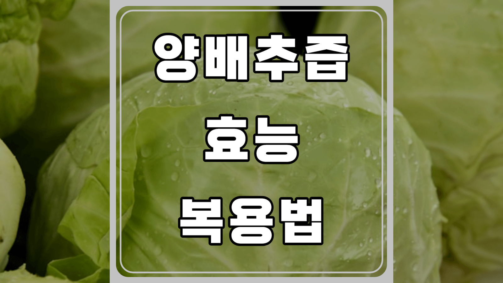 양배추즙 효능과 복용법