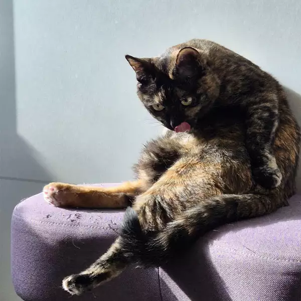 한가로운 다올이