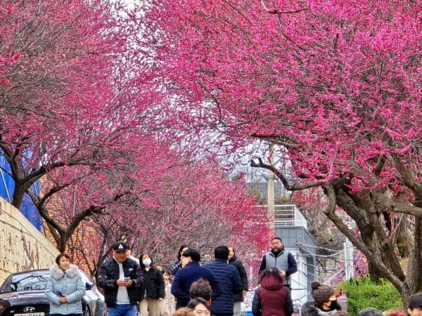 순천 매곡동 탐매마을 : 골목 전체가 붉게 물드는 홍매화 거리